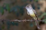 Brown-crested Flycatcher - Cayennetiran - Tyran de Wied