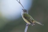 Lesser Greenlet - Kleine Vireo - Viron menu