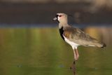 Southern Lapwing - Chileense Kievit - Vanneau tro