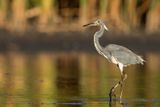 Tricolored Heron - Witbuikreiger - Aigrette tricolore