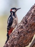 Great Spotted Woodpecker - Grote Bonte Specht - Pic peiche (m)