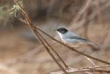 Sardinian Warbler - Kleine Zwartkop - Fauvette mlanocphale (m)