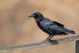 Northern Raven - Raaf - Grand Corbeau