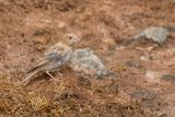Trumpeter Finch - Woestijnvink - Roselin githagine