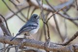 Gran Canaria Blue Chaffinch - Gran-Canarische Blauwe Vink - Pinson bleu de Grande Canarie