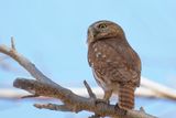 Ferruginous Pygmy Owl - Braziliaanse Dwerguil - Chevchette brune
