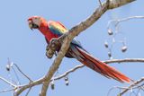 Scarlet Macaw - Geelvleugelara - Ara rouge