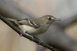 Mangrove Vireo - Mangrove-vireo - Viro des mangroves