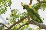 Yellow-naped Amazon - Geelnekamazone - Amazone  nuque dor