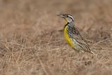 Eastern Meadowlark - Witkaakweidespreeuw - Sturnelle des prs