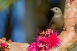 Palm Tanager - Palmtangare - Tangara des palmiers