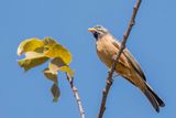 Cinnamon-breasted Bunting - zevenstrepengors - Bruant cannelle