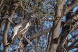 Pied Honeyeater - Eksterhoningeter - Myzomle vari