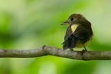 Sulphur-rumped Myiobius - Geelstuittiran - Moucherolle  croupion jaune