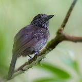 Black-hooded Antshrike - Zwartkapmierklauwier - Batara capucin (f)