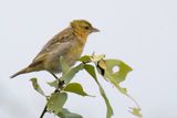 Black-necked Weaver - Zwartnekwever - Tisserin  cou noir (j)