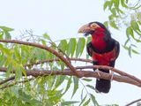 Bearded Barbet - Zwartbandbaardvogel - Barbican  poitrine rouge