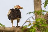 Palm-nut Vulture - Palmgier - Palmiste africain