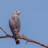 Lizard Buzzard - Hagedisbuizerd - Autour unibande