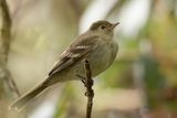 Mountain Elaenia - Bergelenia - lnie montagnarde