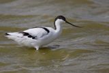 Pied Avocet - Kluut - Avocette lgante