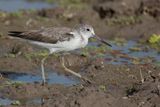 Common Greenshank - Groenpootruiter - Chevalier aboyeur