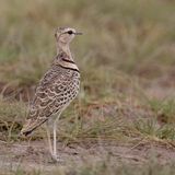 Double-banded Courser - Dubbelbandrenvogel - Courvite  double collier