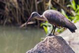 Hadada Ibis - Hadada-ibis - Ibis hagedash