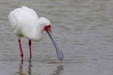 African Spoonbill - Afrikaanse Lepelaar - Spatule dAfrique