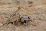 Chestnut-bellied Sandgrouse - Roodbuikzandhoen - Ganga  ventre brun (m+j)