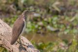 Indian Pond Heron - Indische Poelreiger - Crabier de Gray