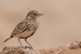 Fischers Sparrow-Lark - Bruinkapvinkleeuwerik - Moinelette de Fischer (f)