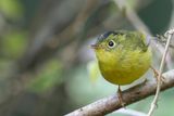 Whistlers Warbler - Whistlers Boszanger - Pouillot de Whistler