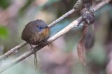 Rufous-throated Wren-Babbler - Roodkeelsluiptimalia - Turdinule  gorge rousse