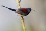 Black-throated Sunbird - Zwartkeelhoningzuiger - Souimanga sombre (m)