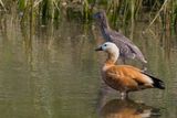 Ruddy Shelduck - Casarca - Tadorne casarca