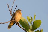 Village Weaver - Grote Textorwever - Tisserin gendarme