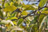 Yellow-fronted Tinkerbird - Geelvoorhoofdketellapper - Barbion  front jaune