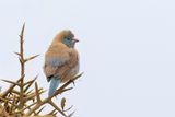 Blue-capped Cordon-bleu - Blauwkopastrild - Cordonbleu cyanocphale (f)