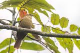 Scaly-throated Foliage-gleaner - Schubkeelbladspeurder - Anabate  lunettes