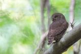 Colima Pygmy Owl - Palmdwerguil - Chevchette de Colima