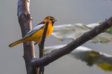 Bullocks Oriole - Bullocktroepiaal - Oriole  ailes blanches (m)