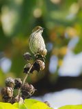 Yellow-vented Flowerpecker - Gevlekte Honingvogel - Dice cul-dor