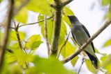 Lesser Cuckooshrike - Dwergrupsvogel - chenilleur frang