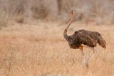 Common Ostrich - Struisvogel - Autruche dAfrique (f)