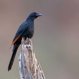 Red-winged Starling - Roodvleugelspreeuw - Rufipenne morio (m)