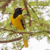 Black-headed Oriole - Maskerwielewaal - Loriot masqu