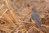 Bare-eyed Thrush - Brillijster - Merle cendr