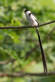 Pin-tailed Whydah - Dominicanerwida - Veuve dominicaine (m)