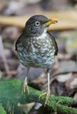 Principe Thrush - Principelijster - Merle de Princip
